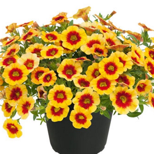 Calibrachoa UNIQUE 'Apricot Punch' - Puispetuunia UNIQUE 'Apricot Punch' P9/0,55L
